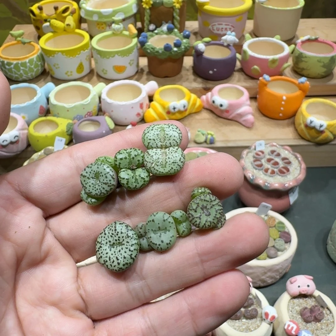艺***艺蘑菇1138安贞彩拼多肉植物