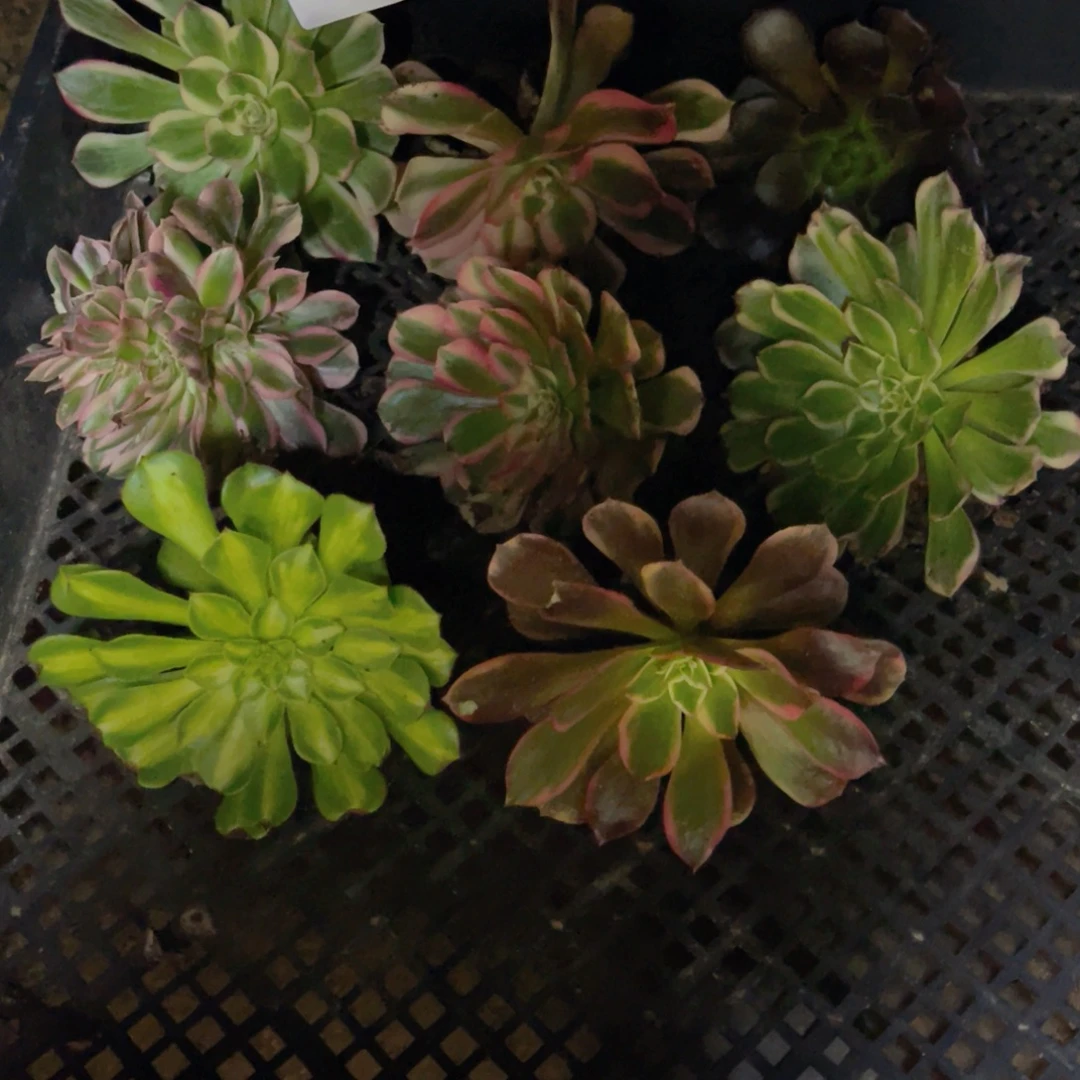 346法师锦多肉组合8公分