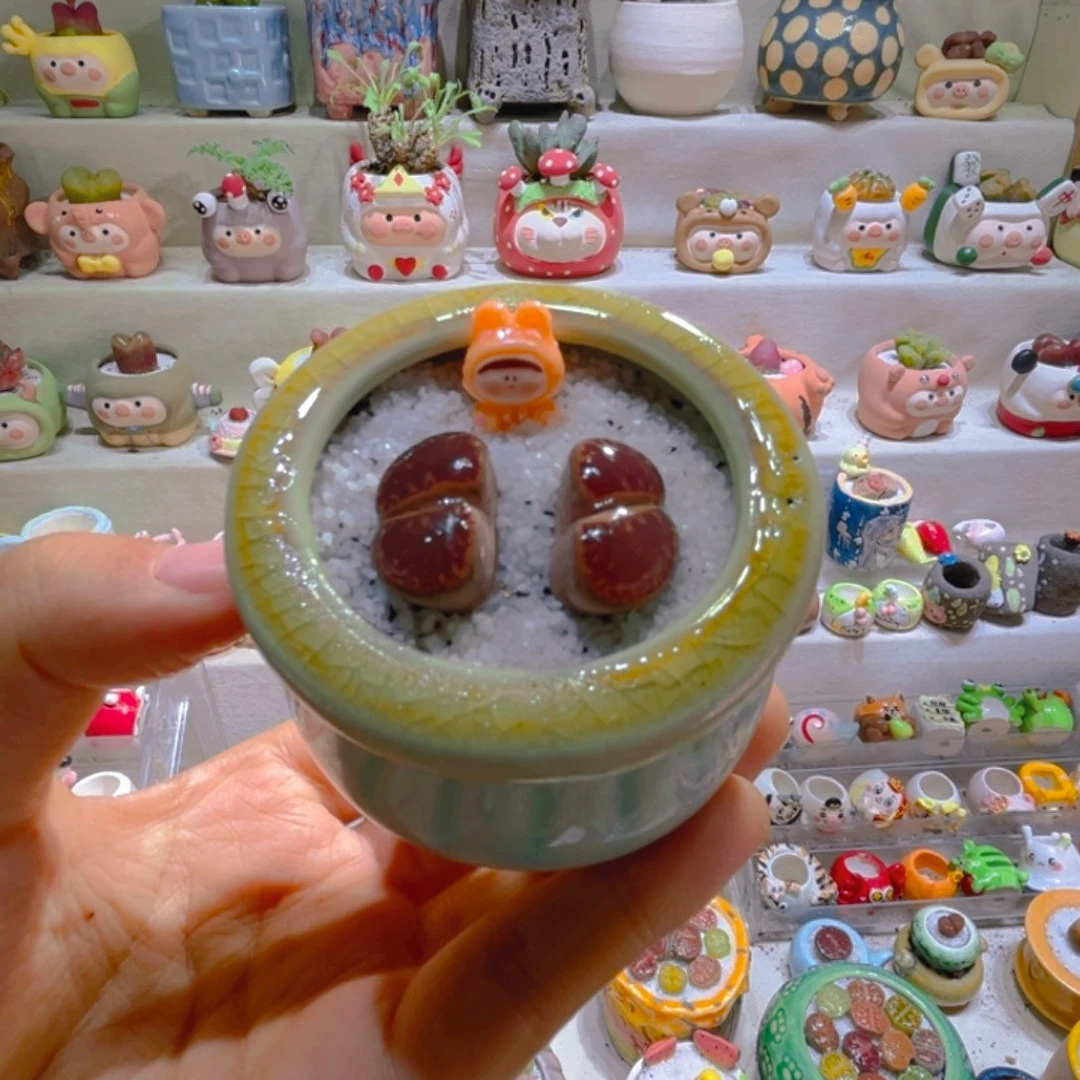 048高端多肉带盆土一套12