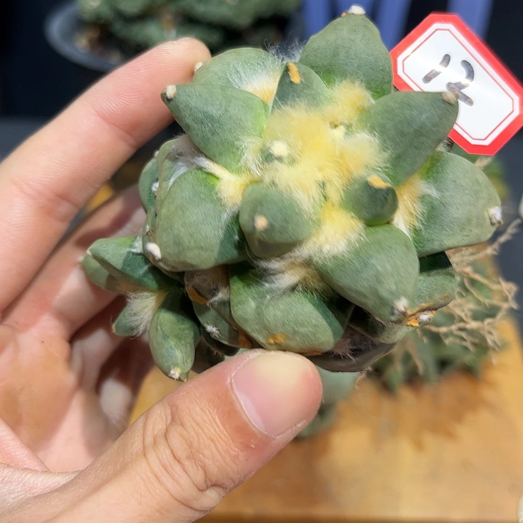 12号自根练手牡丹