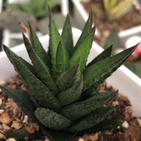 松挲掌硬叶带盆发货哈哈哈