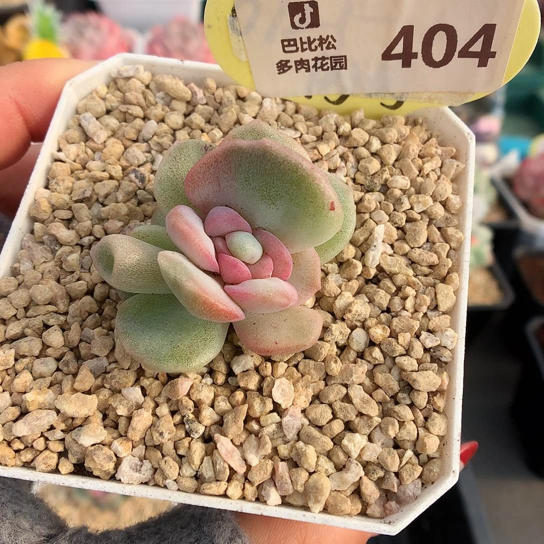 泡**.404冰魄石化多肉植物