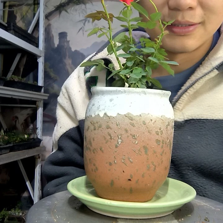 西****）中青园艺一物一拍花263