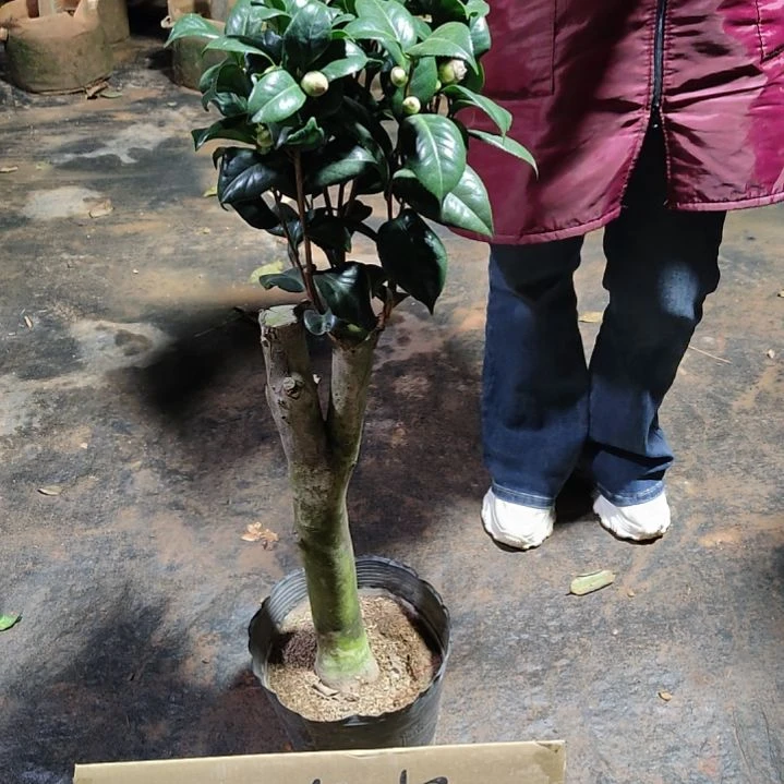 全部花苞战*女郎不包邮