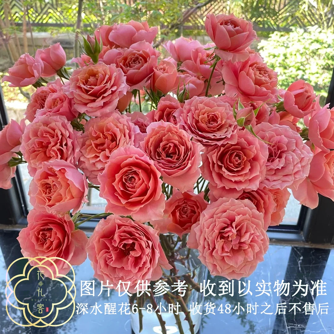 七叶花坊# 【粉色拉拉队】多头高品质玫瑰 鲜花优选 顺丰直发