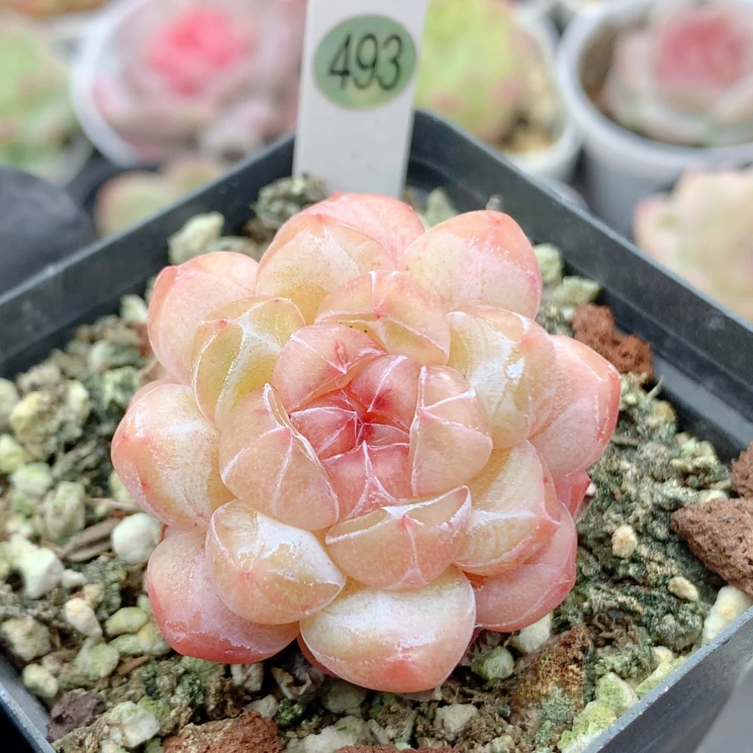 58包邮  群生不包整493