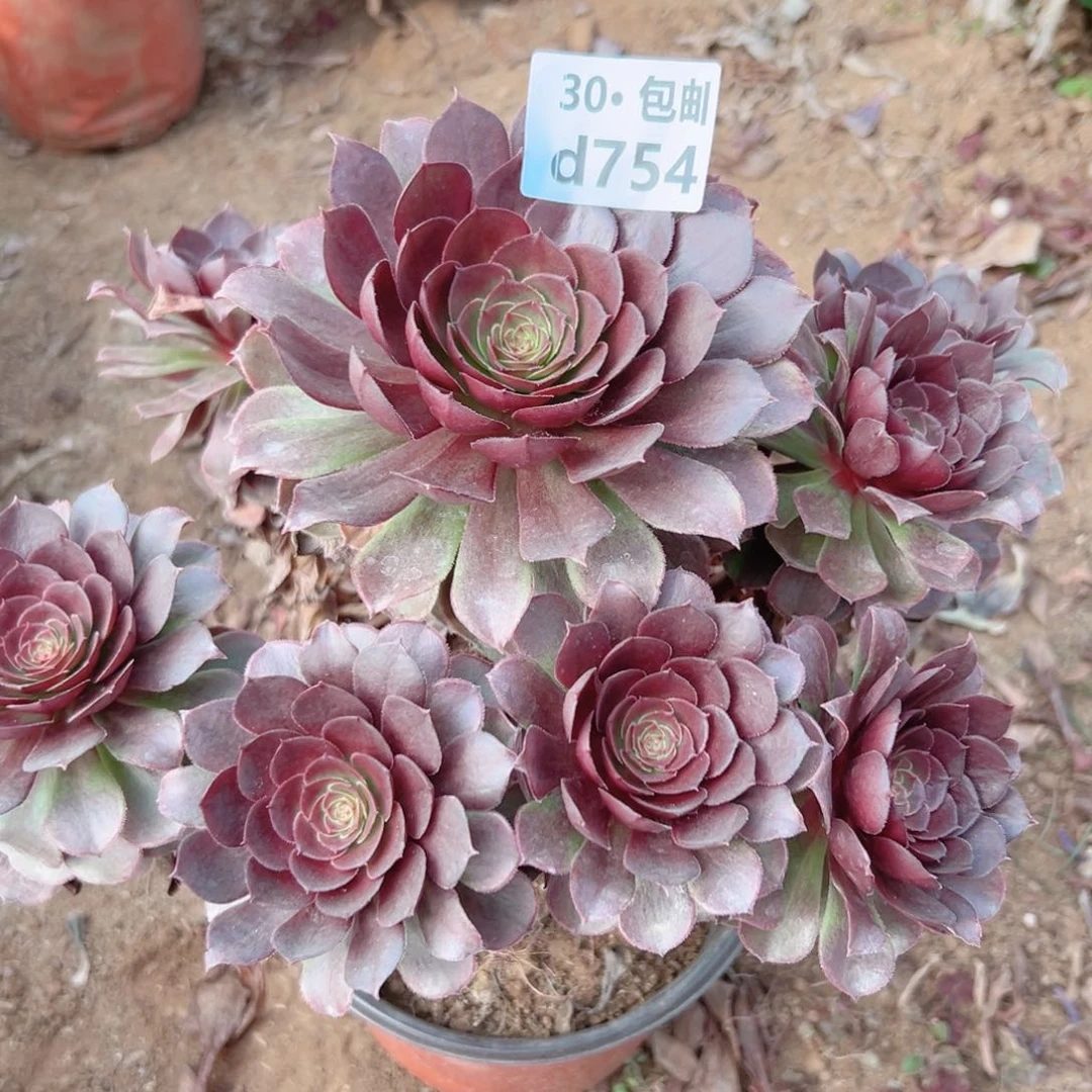 754 红魔多肉法师