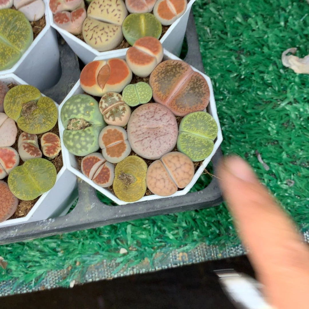 屁屁小群多肉植物