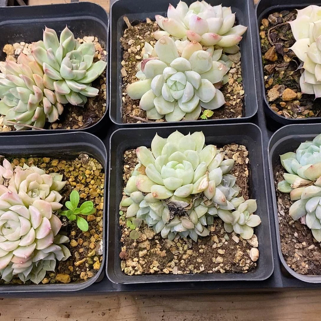 团。清月。福利多多