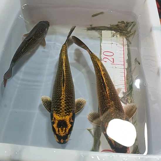 海水鱼锦鲤冷水鱼好养活