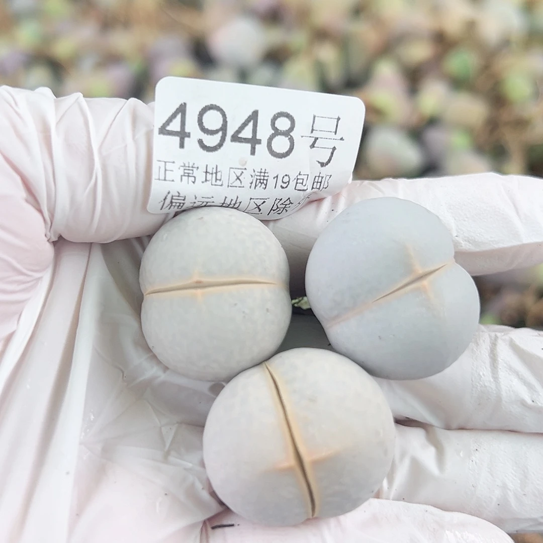 4948 好养易活生石花大母本
