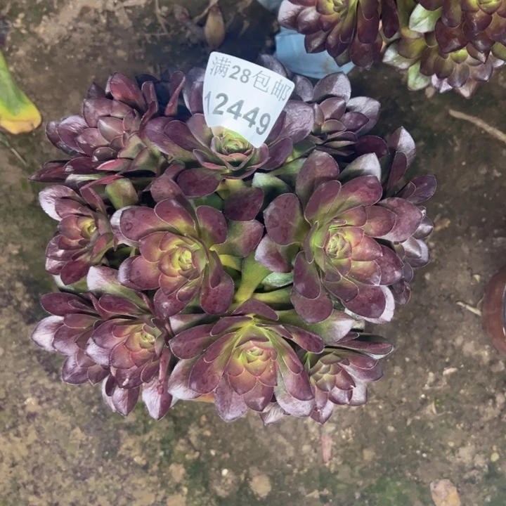 12449玫瑰多肉植物