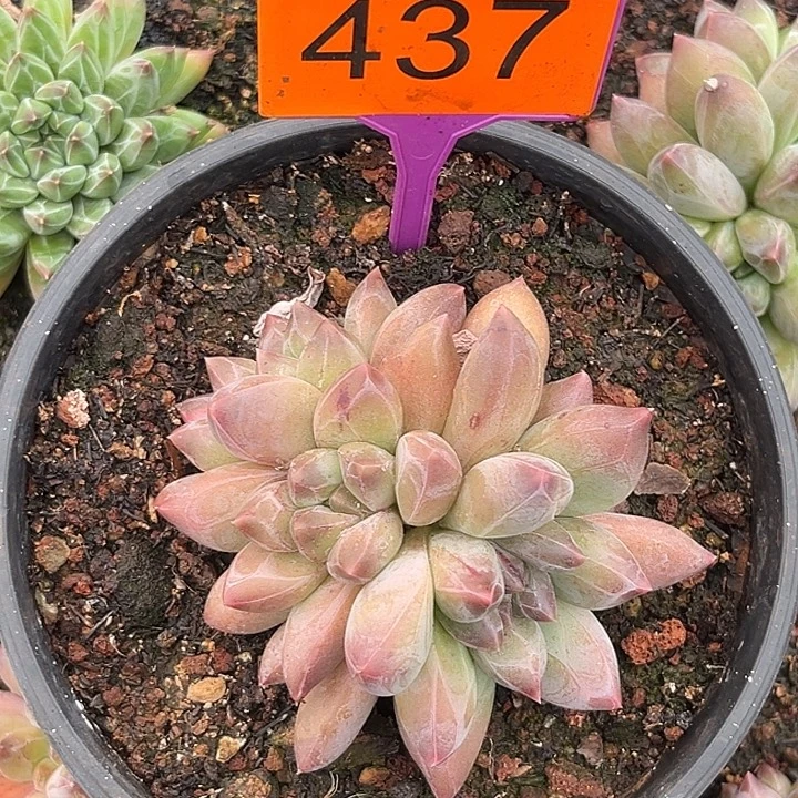 多肉植物重楼群437