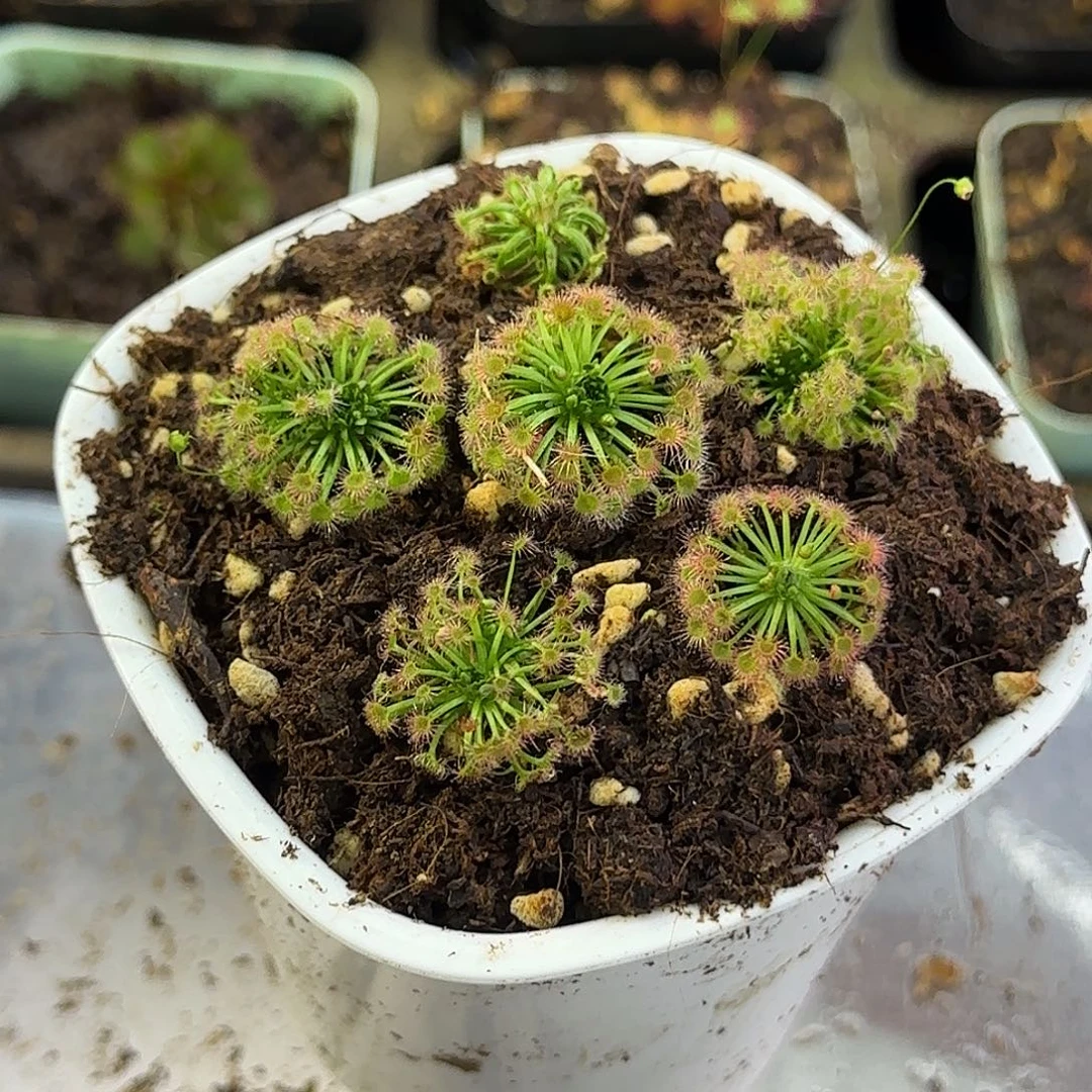 完全开放毛毛迷你茅