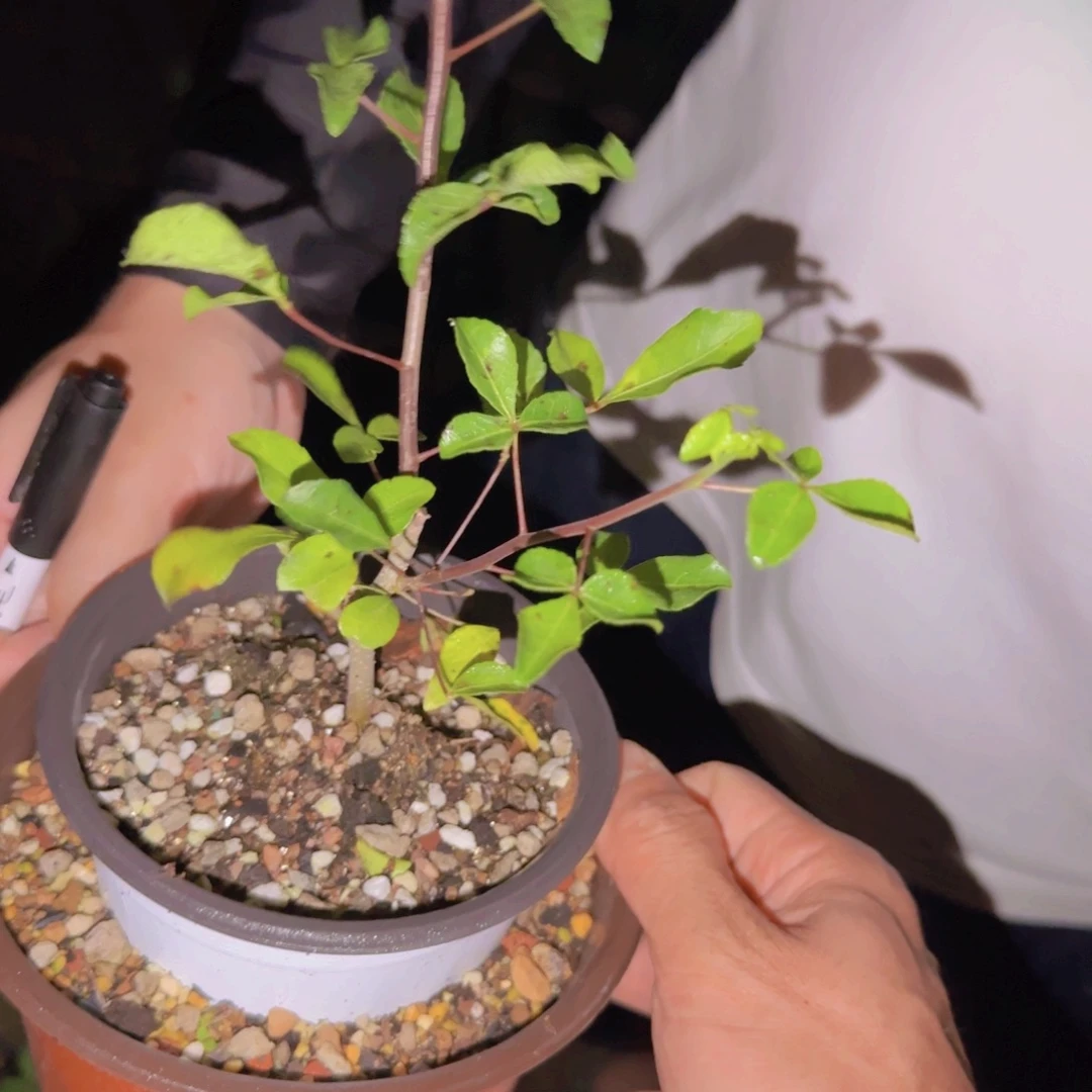 霸***虫块根植物块根植物