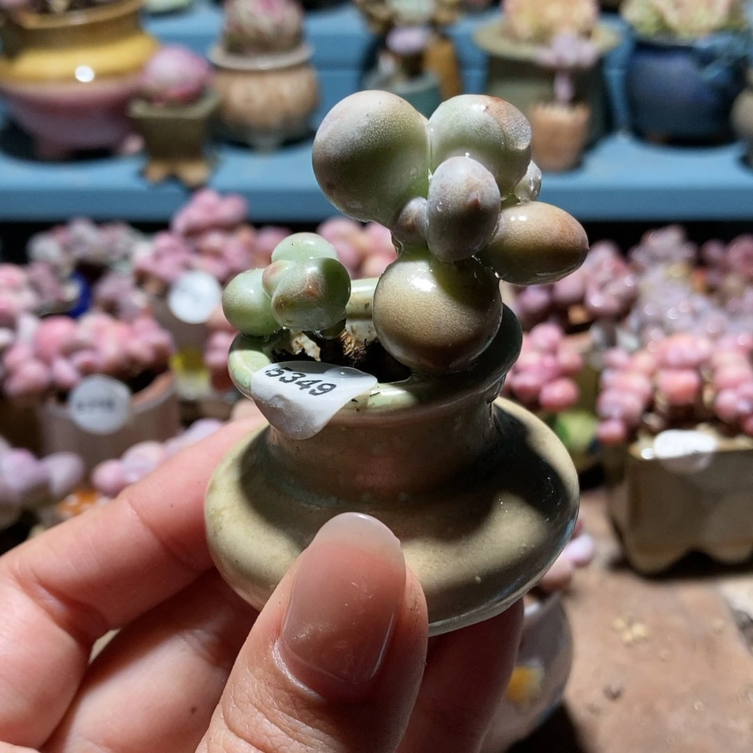 咿***呦5349蛋黄奶酪带盆土