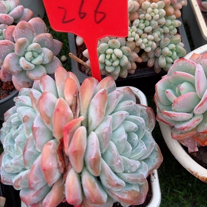 266冰玉平平安安健健康康