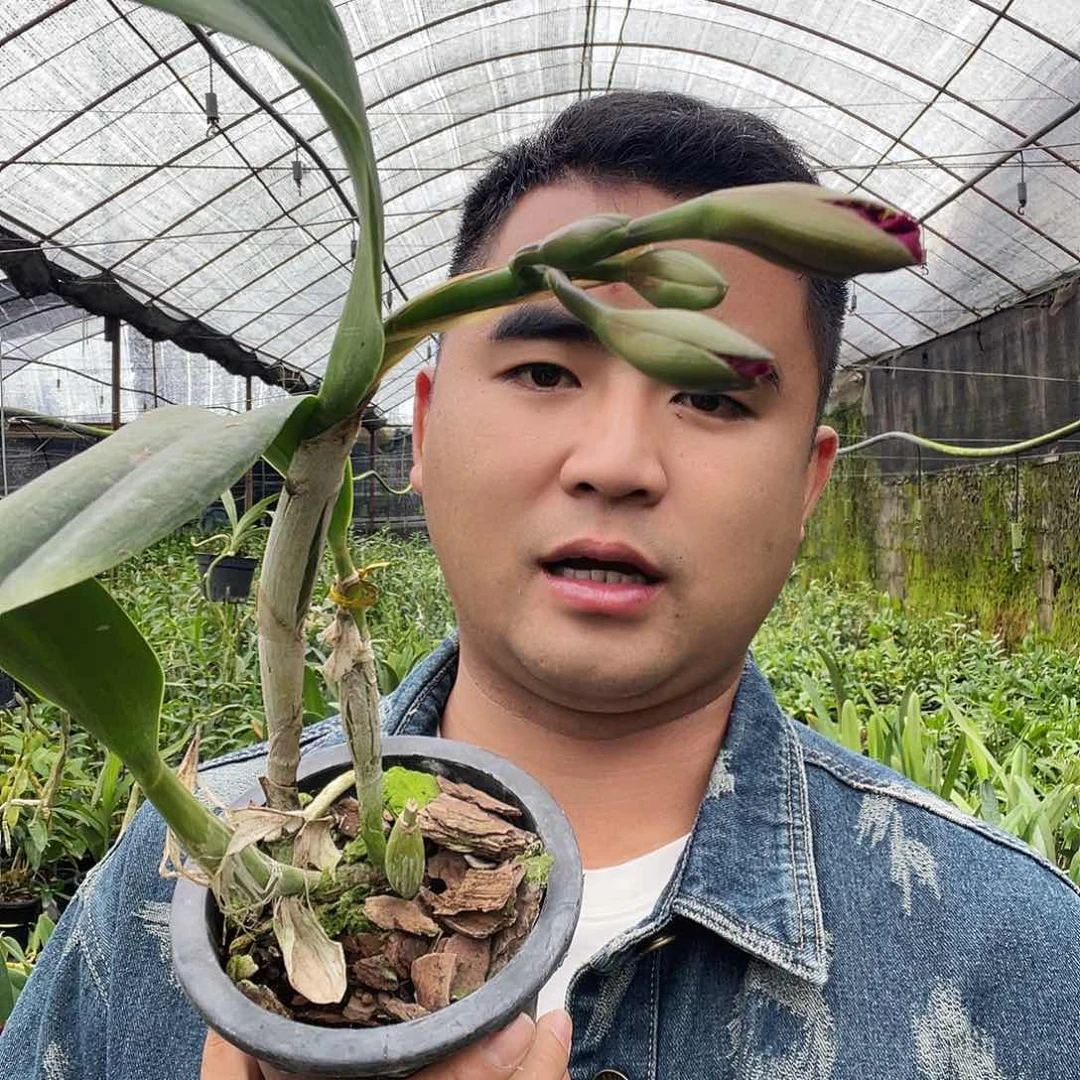 当前无花朵，栽培后可花朵皇后