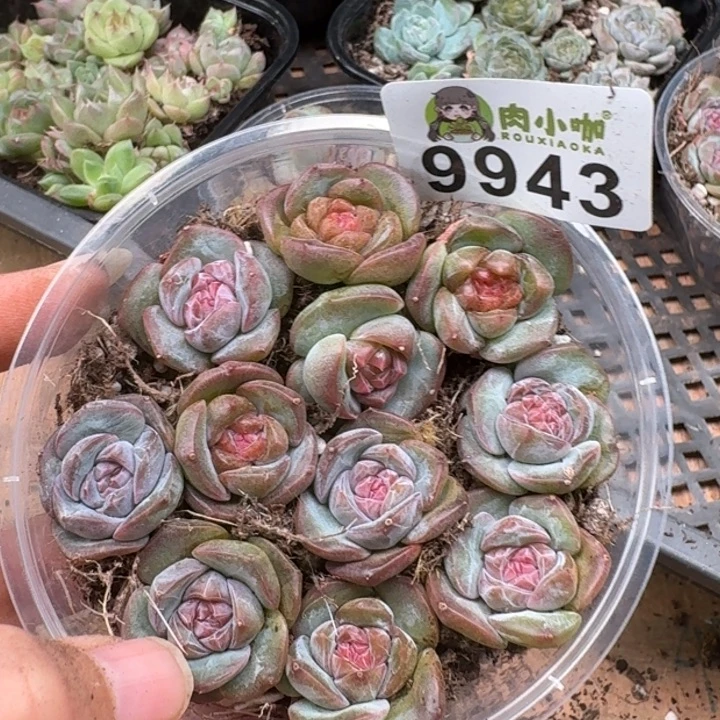 多肉植物多肉植物