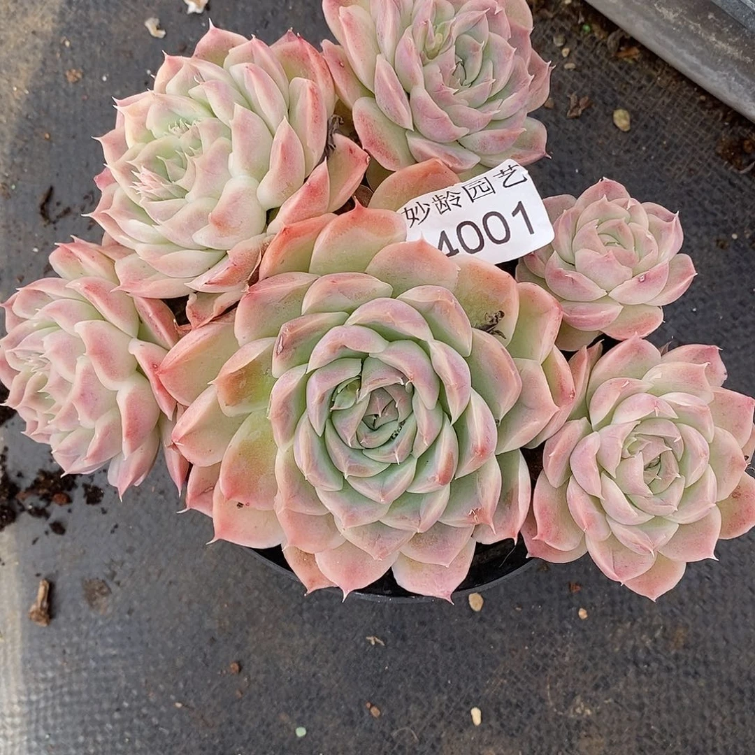 草***霉4001开播福利叶伤不售后～16厘米