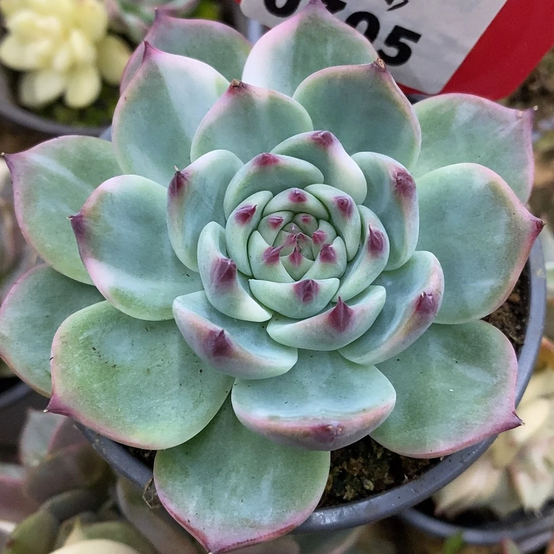 705拉丝娃娃了哈哈哈哈