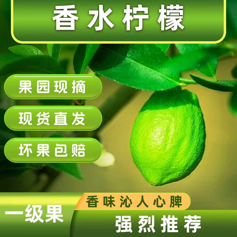 香水柠檬一级果皮薄爆汁果园直发