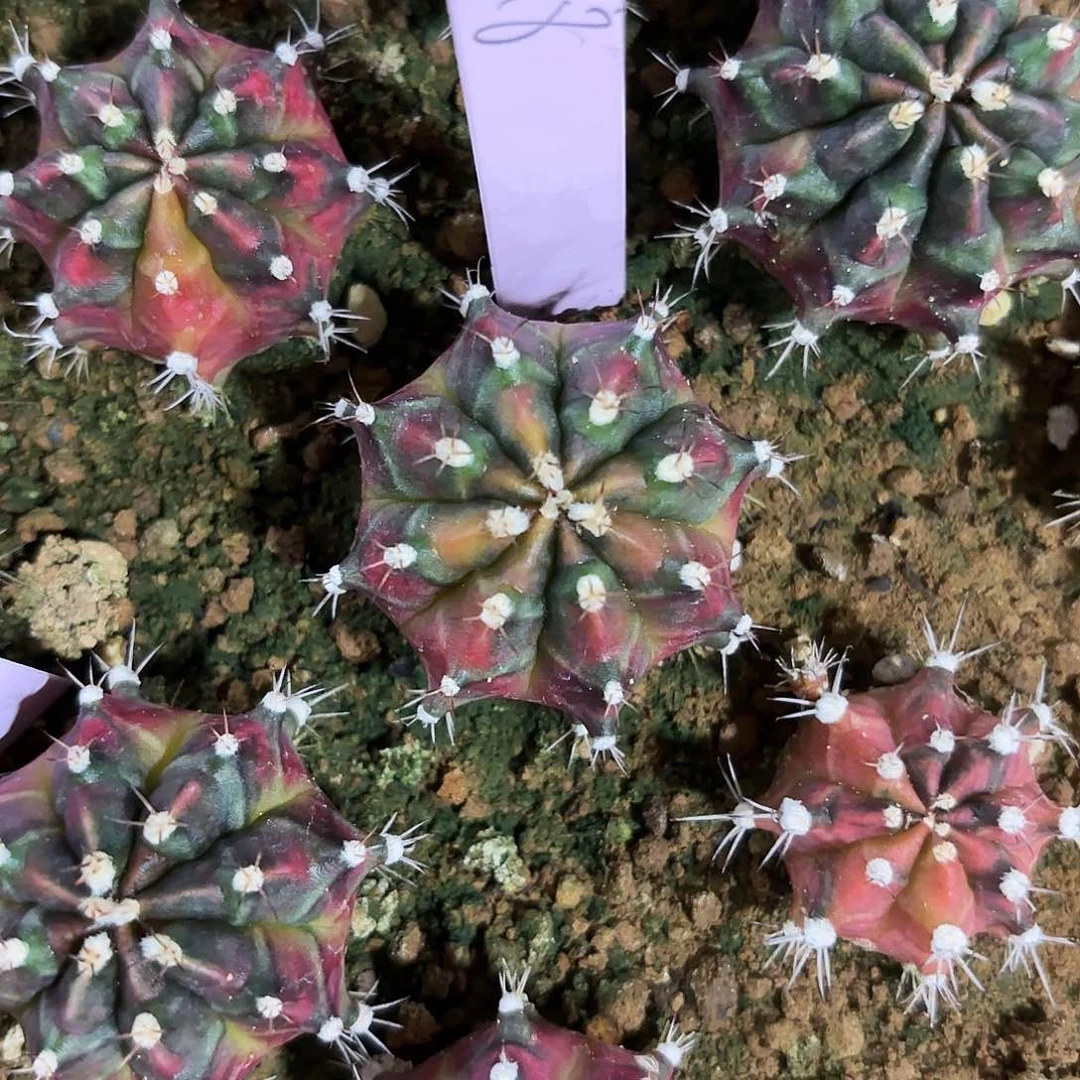 ?***✨泰国米哈118-0217