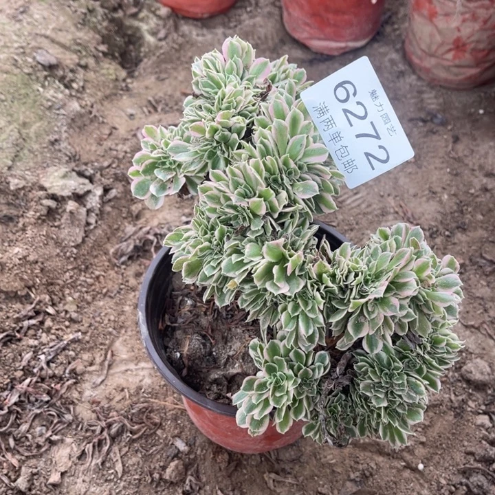 6272白凤的的的多肉多肉