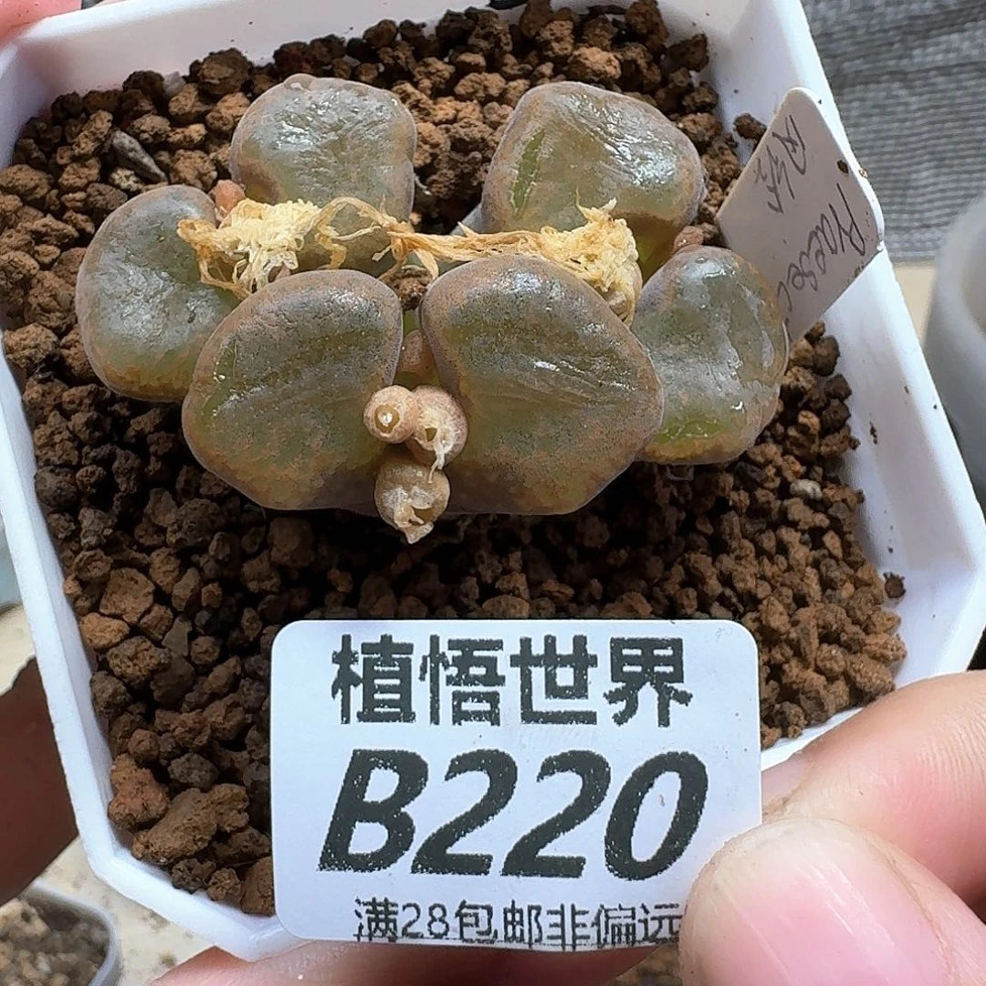 多肉植物的润泽dgb