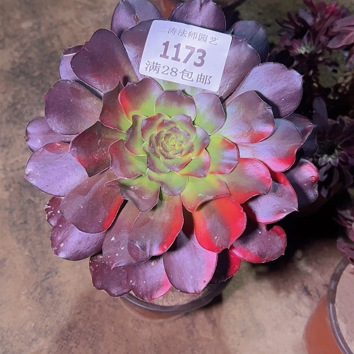 1173巫毒七彩多肉老桩