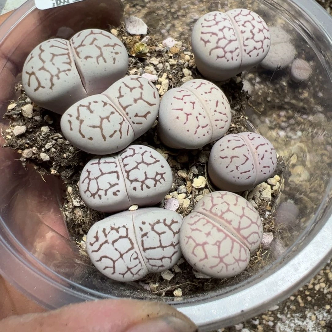 【闪购商品】 1276。
