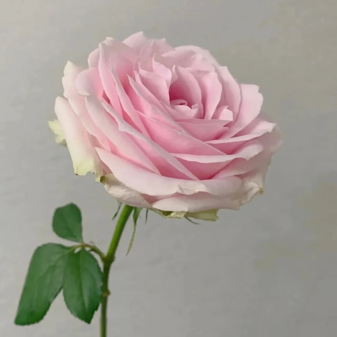 5支粉雪山（单拍不送）