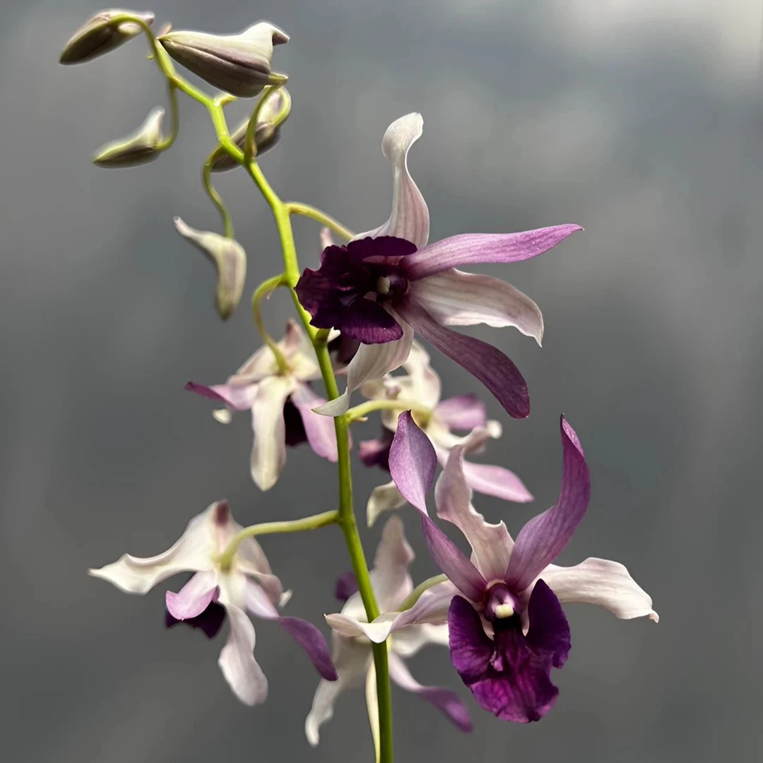 紫夫人羚羊秋石斛盆栽室内外阳台客厅紫色石斛花好养多年生石斛兰