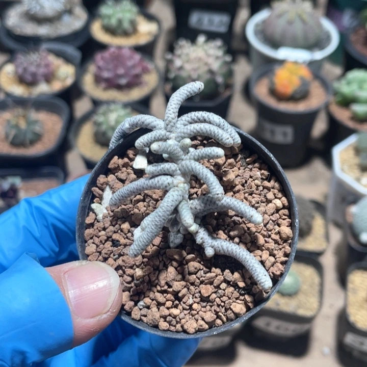 424银蚕植物一颗