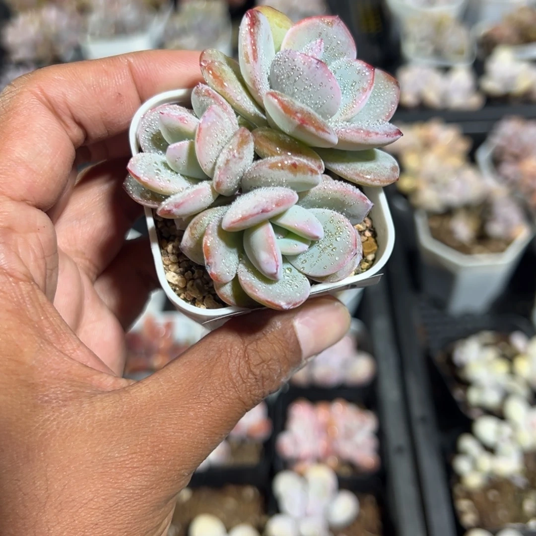 080号三头韩版奶茶一物一拍满18包邮