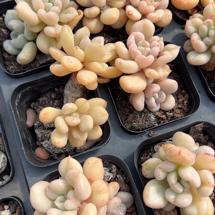 比尔盖茨双头一颗量拍多肉满20包邮