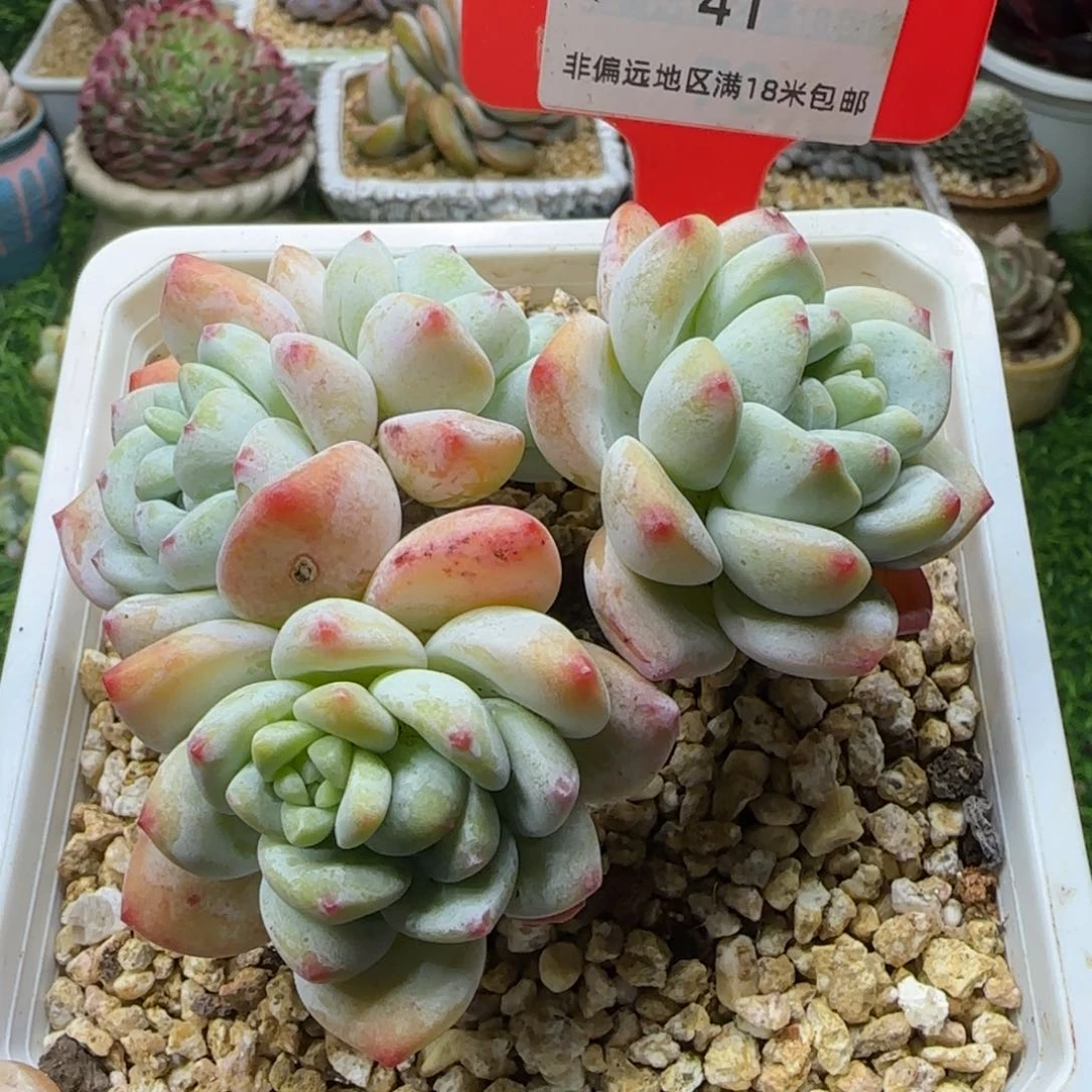 解忧植物多肉编号41