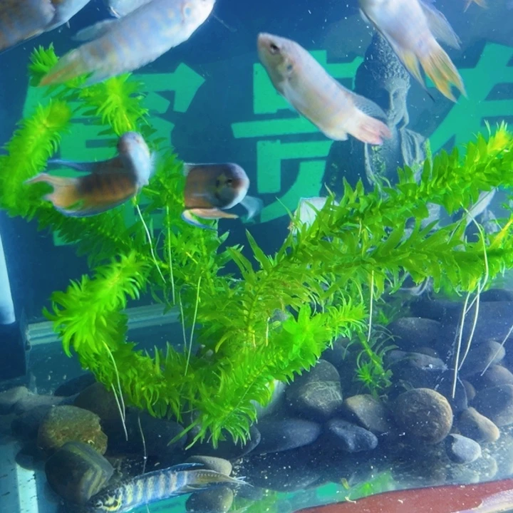 斗鱼不用打氧气的观赏斗鱼