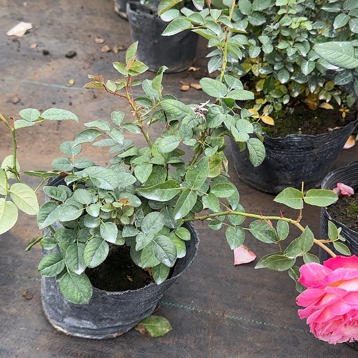 月季花一物一拍切花 灌木藤本月季