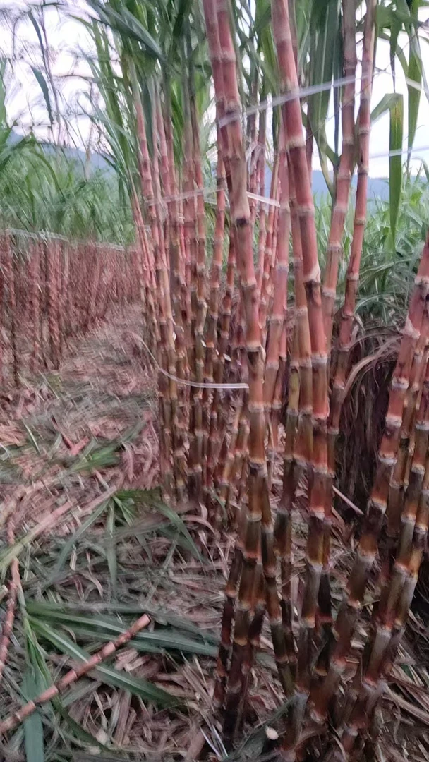 云南老品种红皮脆皮甘蔗现砍现发脆甜多汁新鲜可口