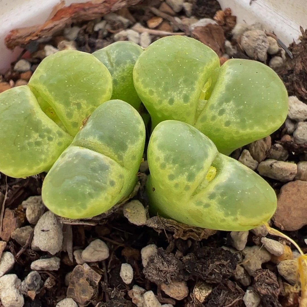 091多肉植物种类多样