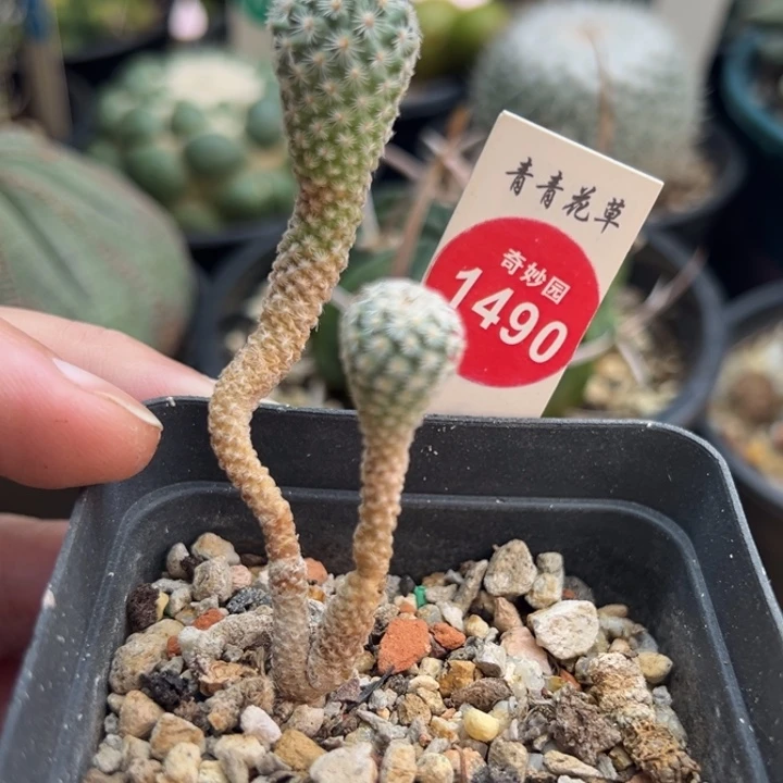 赤花美针玉实生双头