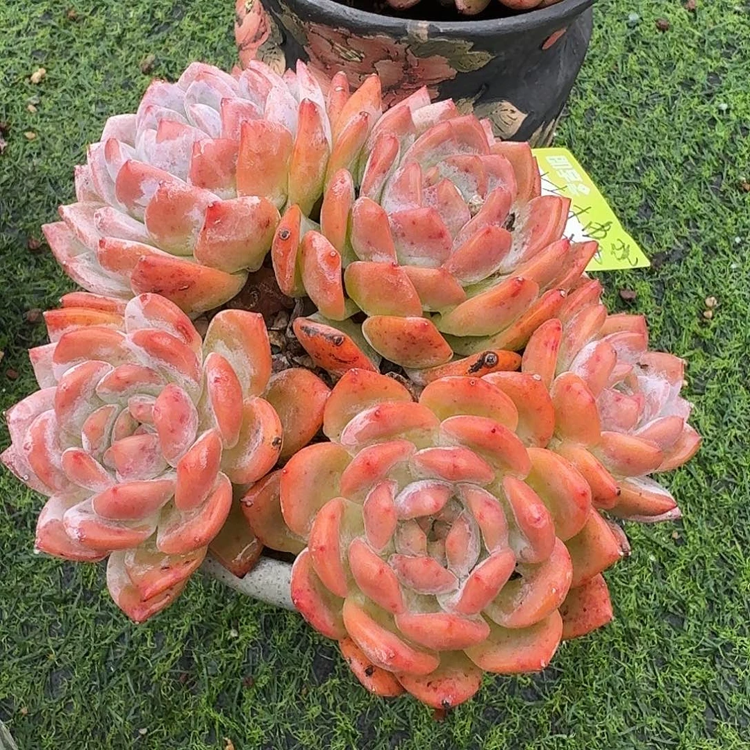 桔***柚橙梦露花盆一个带盆发