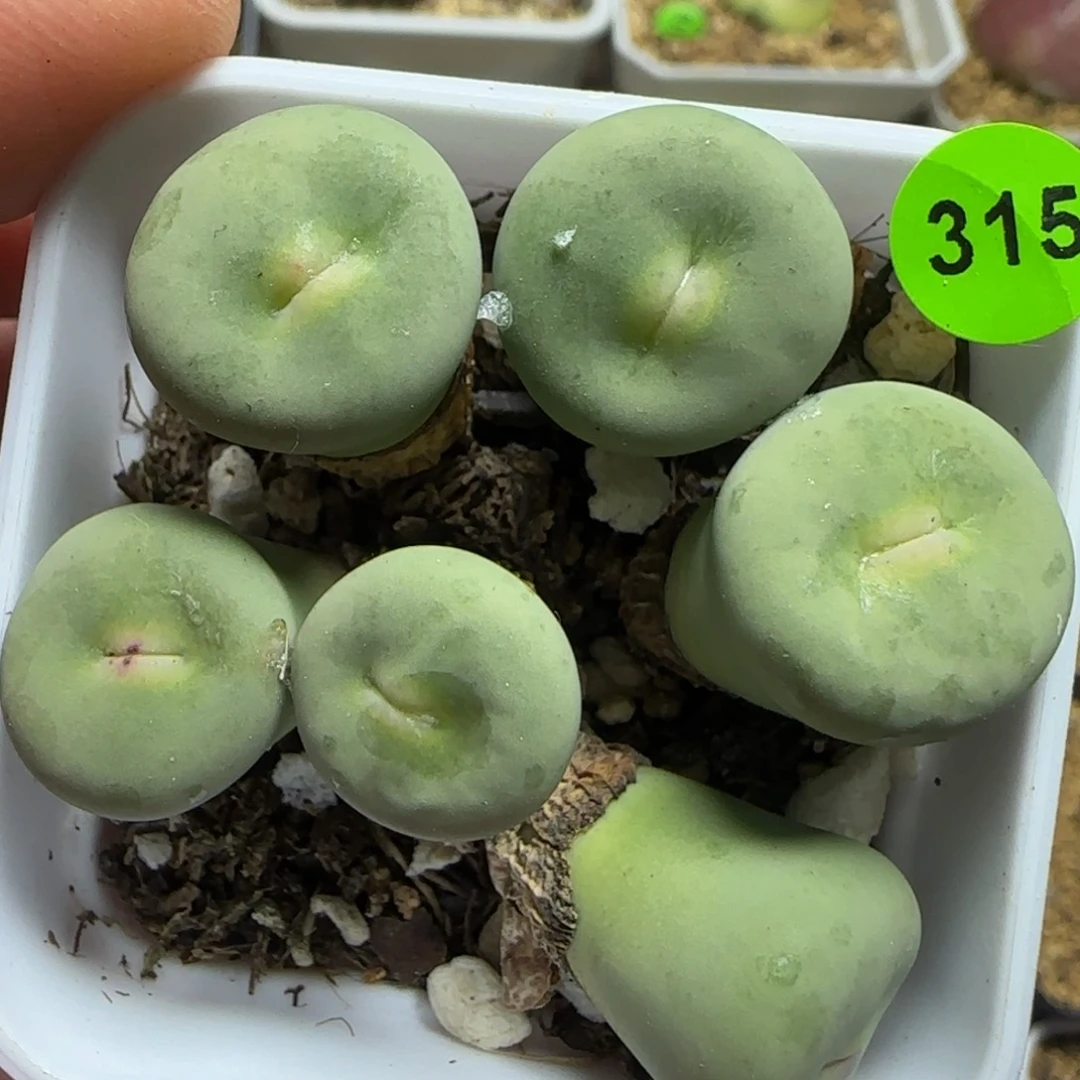 嘟嘟嘴大嘴多肉315