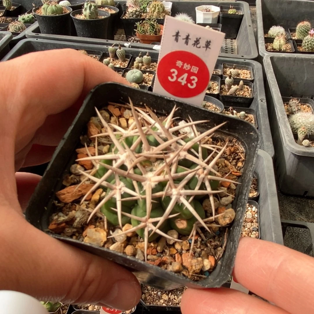 有疤碧岩玉一颗仙人球