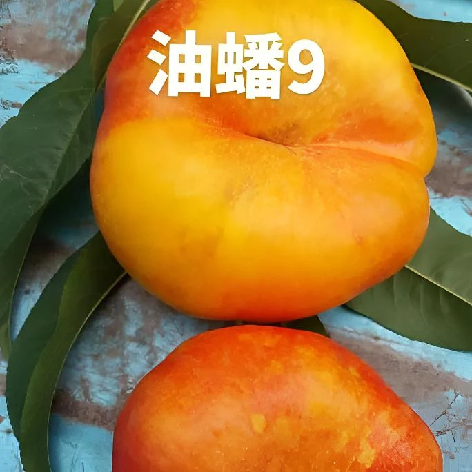 油蟠9号嫁接桃树苗南方北方种植早熟水果盆栽地栽养死包赔