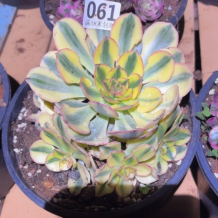 061太阳神掌心多肉法师锦