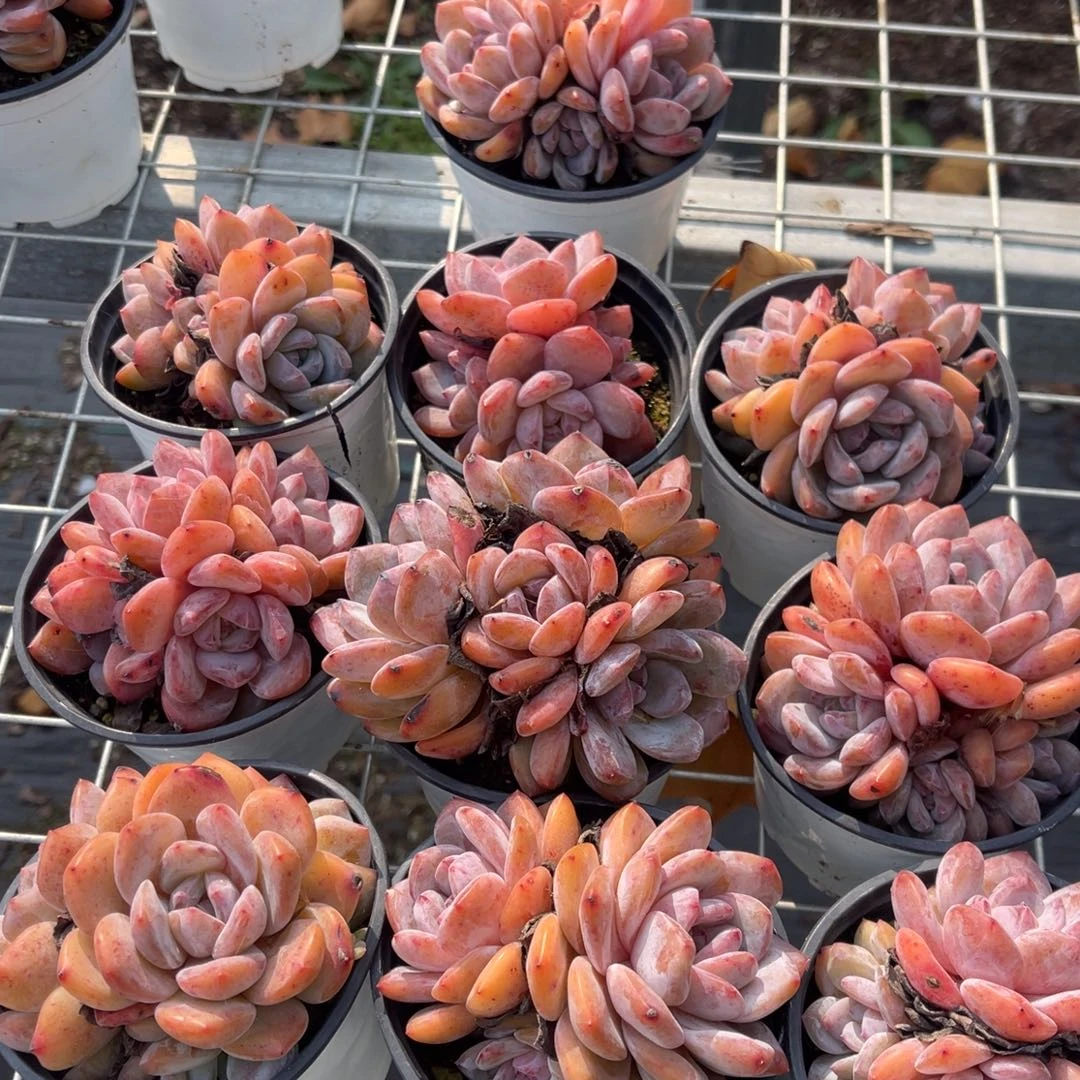 娜***姐10颗480999999888888