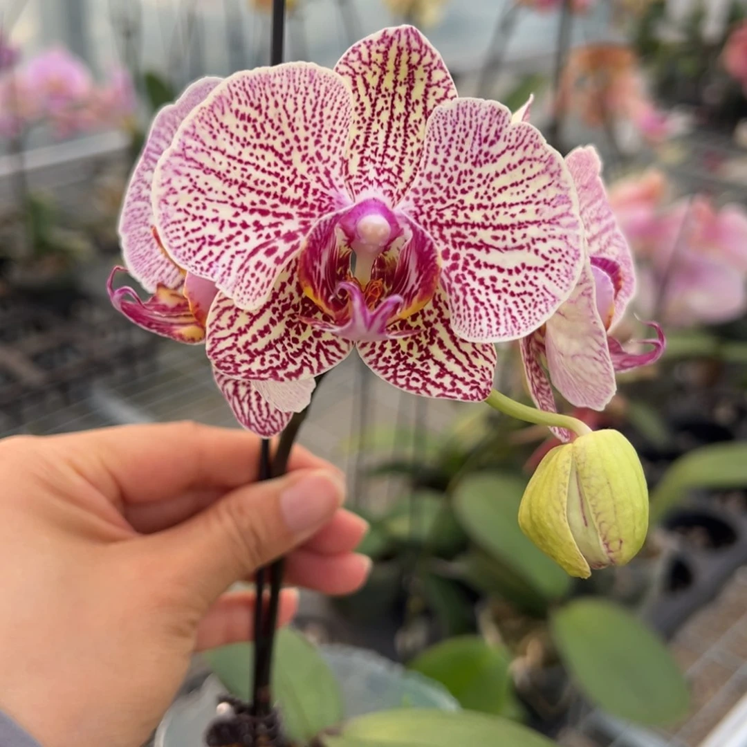 完全开放M114剪 不售后