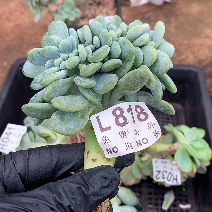 洛神缀化 非偏远38包邮、节后发